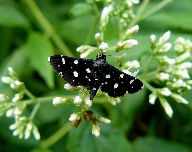 d0019074_10434991.jpg