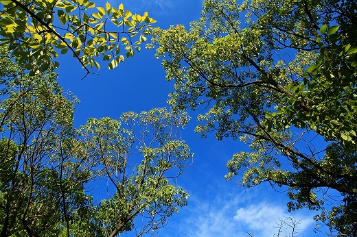 e0190885_19175435.jpg