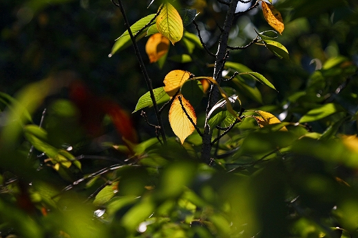 e0190885_1918585.jpg