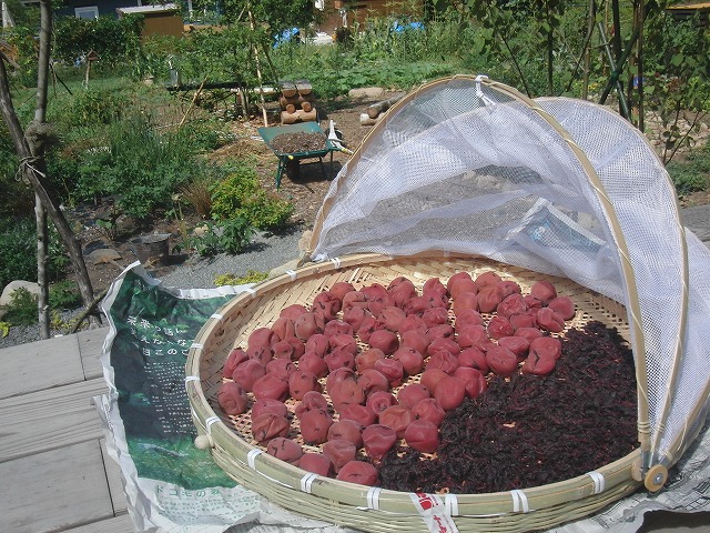 f0079289_2253537.jpg