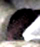 e0103408_14521867.gif