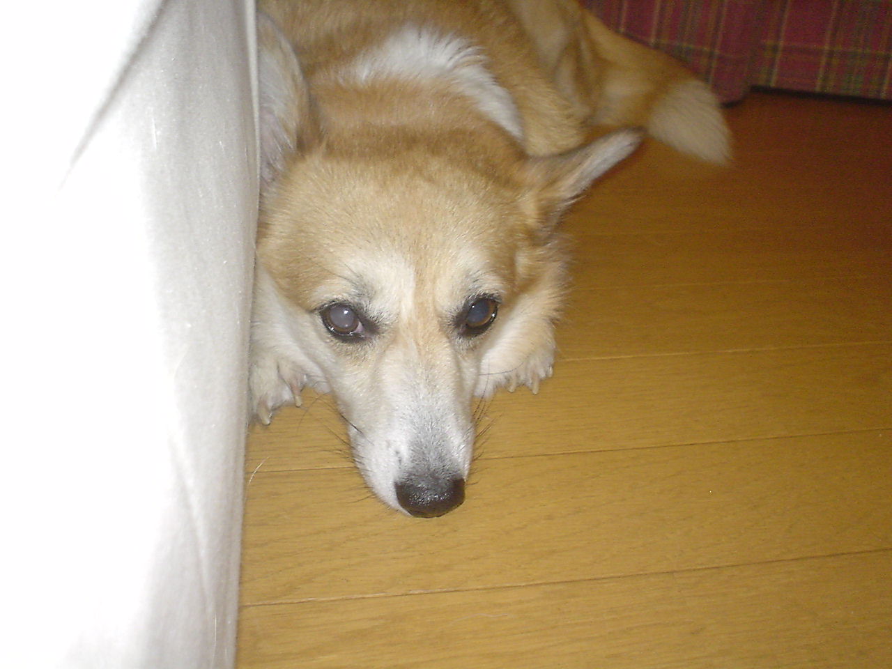 c0150520_2345869.jpg