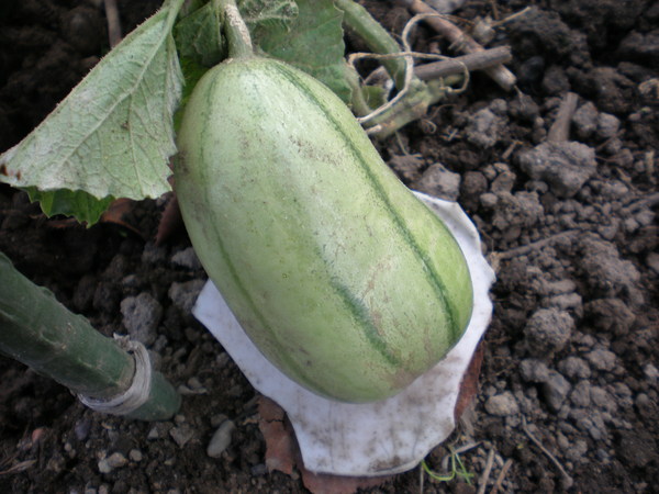 c0153444_1756554.jpg