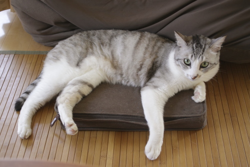 27度以下は問題外 クッションを奪い取るお坊ちゃん