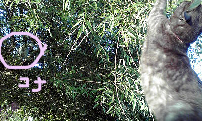 c0206596_203243.jpg