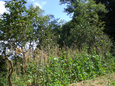 f0144707_1110151.jpg