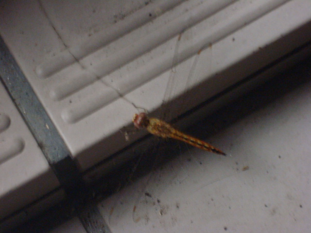a0048040_1054310.jpg
