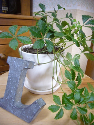 e0100046_21505836.jpg