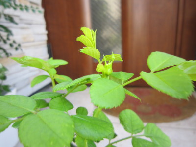 c0202870_10101855.jpg