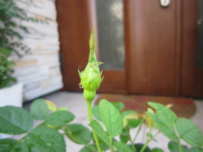 c0202870_10141153.jpg