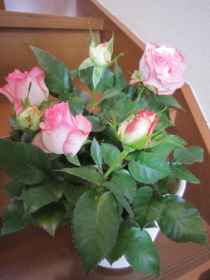 c0202870_1043492.jpg
