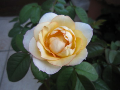 c0202870_9593465.jpg