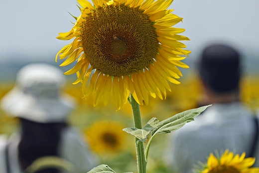 e0190885_18111356.jpg