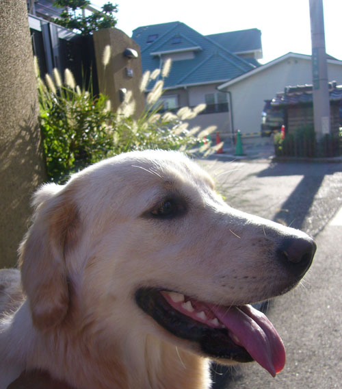 c0085188_8364740.jpg