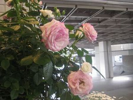 f0201297_833337.jpg