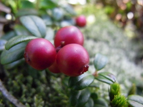 f0157901_20425572.jpg