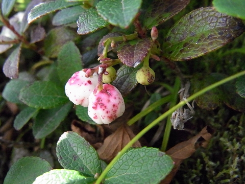 f0157901_2042564.jpg