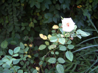 b0183914_16474622.jpg