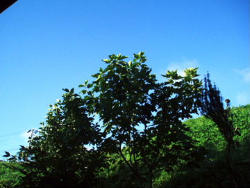 a0111618_16134479.jpg