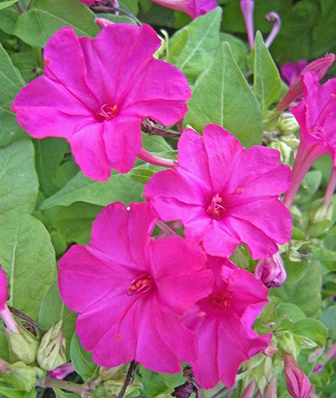 a0001354_21112912.jpg
