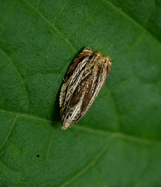 d0091754_2454971.jpg