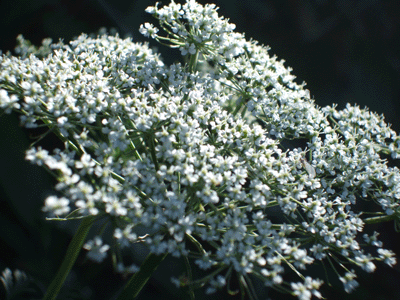 d0094868_7384552.gif