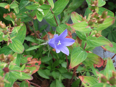 d0094868_7385723.gif