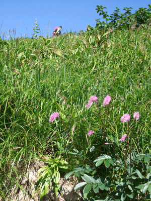 d0094868_7392712.gif
