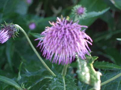 d0094868_7393742.gif