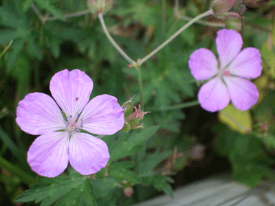 d0094868_740953.gif