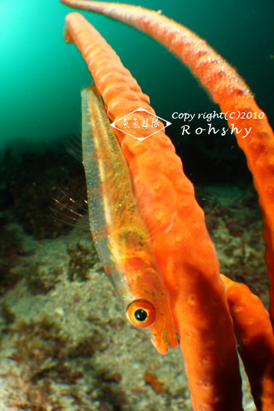 a0155278_2295711.jpg