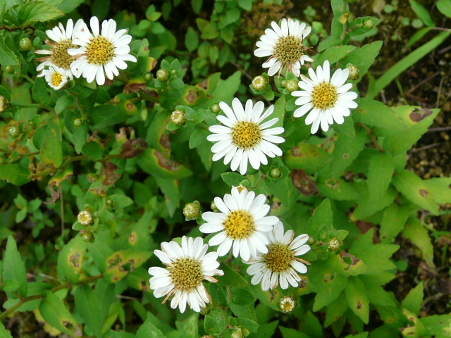e0145782_17161461.jpg