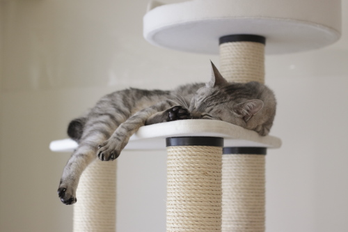 猫でよかった♪ 猫タワーでおやすみ中のお嬢さん