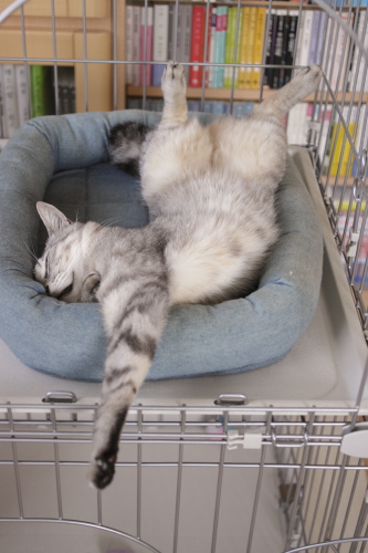 あー、快適 ケージの猫ベッドでへそ天のお嬢さん