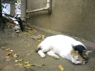 a0103293_07083.jpg
