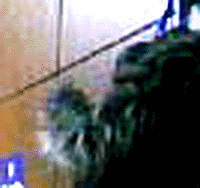 e0103408_13591076.gif