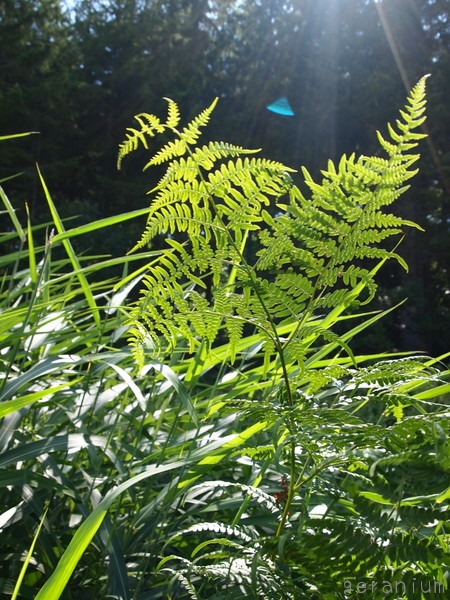 c0133533_0314058.jpg
