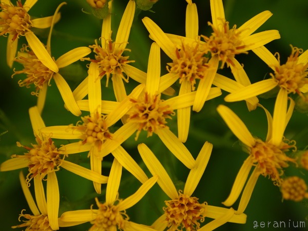 c0133533_0394960.jpg