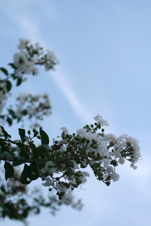 d0004651_8153916.jpg