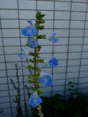 f0086169_09326.jpg