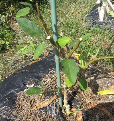 f0003283_15183246.jpg