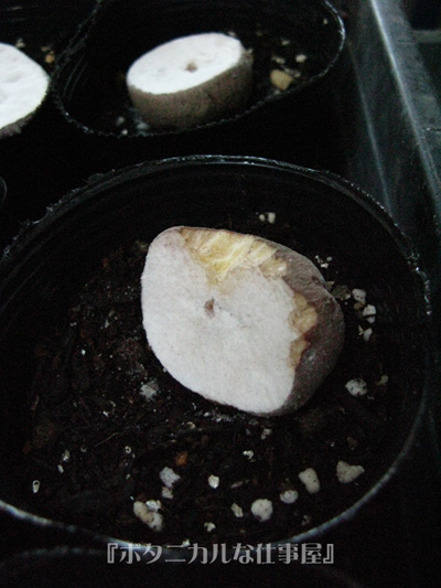 e0065906_6454732.jpg