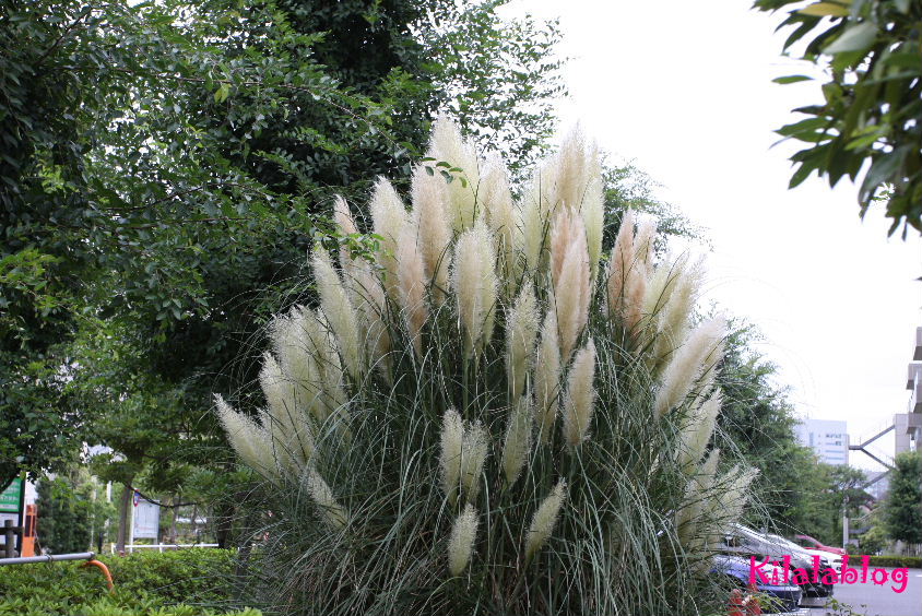 e0130008_20421629.jpg