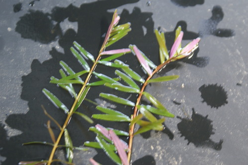 e0171510_20242039.jpg