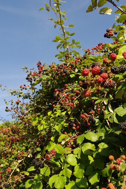 d0092439_027875.jpg