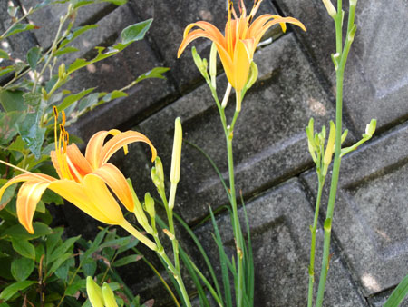 d0163550_97056.jpg