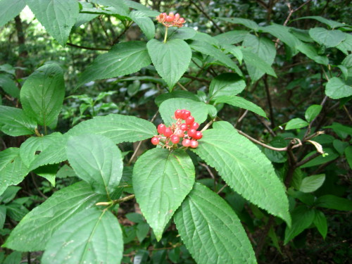 c0179351_2033221.jpg