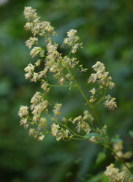 d0091754_143455.jpg