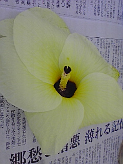 e0136066_7242311.jpg