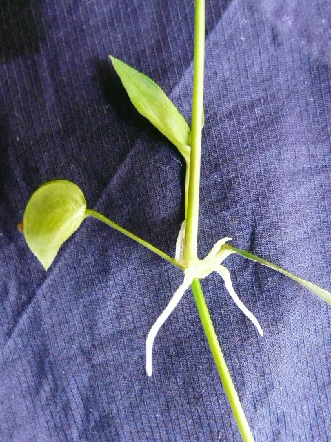 e0145782_1731794.jpg